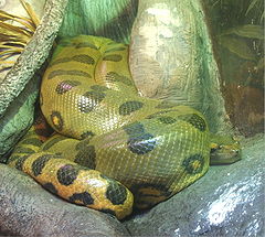 Green-anaconda.jpg
