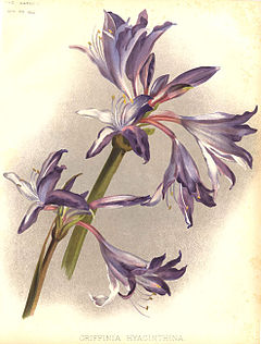 Griffinia hyacinthina1HGMoon.jpg
