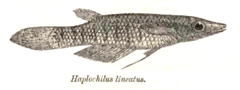 HaplochilusLineatus.png