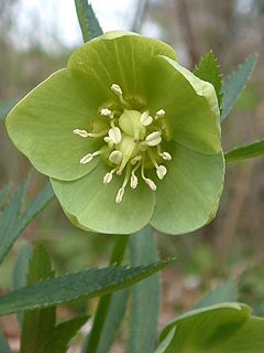 Helleborus viridis01.jpg