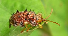 Hispid beetle.jpg