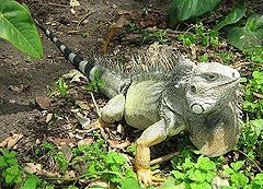 Iguana iguana colombia3.jpg