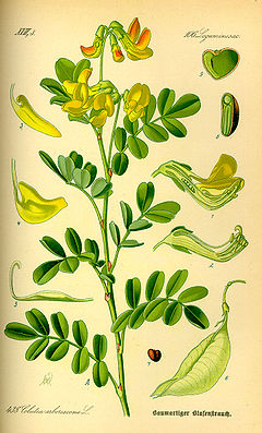 Illustration Colutea arborescens0.jpg