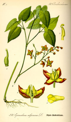 Illustration Epimedium alpinum0.jpg