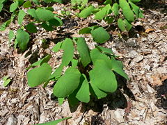 Jeffersonia diphylla.jpg