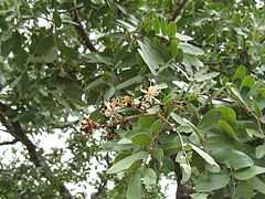 Julbernardia globiflora 1.jpg
