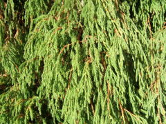 Juniperus recurva.jpg