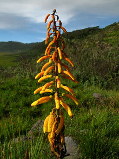 Kniphofia thomsonii -Red Hot Poker-, Olmoti, Tanzania.jpg