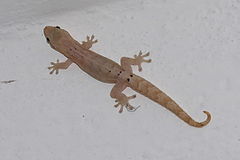 Lepidodactylus lugubris 1.JPG