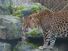 Luipaard - Panthera pardus.jpg
