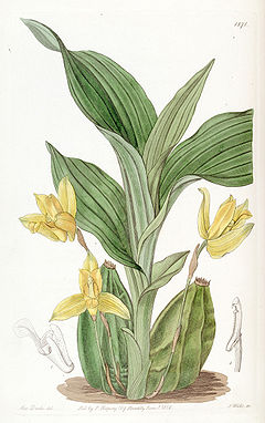 Lycaste aromatica (as Maxillaria aromatica) - Edwards vol 22 pl 1871 (1836).jpg