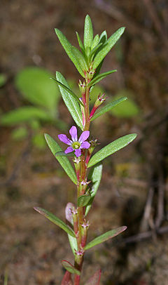 LythrumHyssopifolia2.jpg
