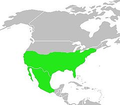 Mimus polyglottos-map.jpg