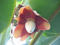 Musa textilis - Manila Hemp - desc-flower.jpg