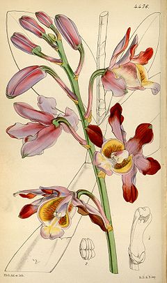 Myrmecophila grandiflora (as Schomburgkia tibicinis var grandiflora)-Curtis 75-4476 (1849).jpg