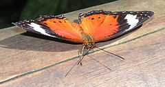 Orange Lacewing, Cairns.jpg