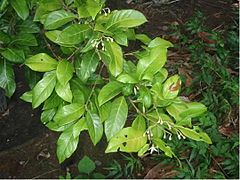Palo de Jazmín (Sp.), Styrax portoricensis (Sci.), endemic species Luquillo Mountains, Puerto Rico..jpg