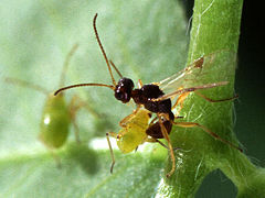 Parasitic wasp.jpg