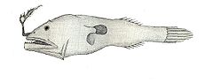 Penterichthys venustus.JPG