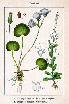 Primulaceae spp Sturm64.jpg