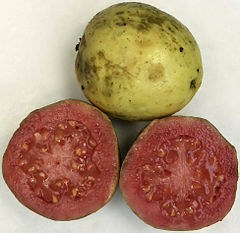 Ripe guava.jpg