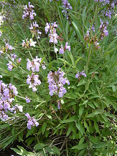 Salvia lavandulifolia.jpg