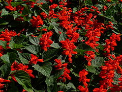 Salvia splendens1.jpg