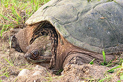 Snapping turtle 2 md.jpg
