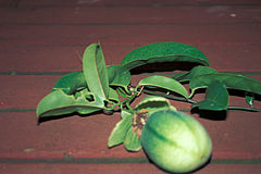 Starr 980807-1611 Passiflora laurifolia.jpg