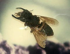 Stavenn Megachile pluto.jpg