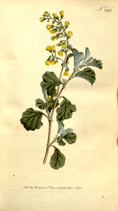 The Botanical Magazine, Plate 299 (Volume 9, 1795).png
