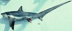 Thresher shark.jpg