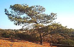 Torrey pine.jpg