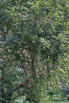Tree I IMG 3274.jpg