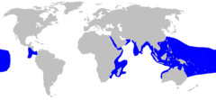 Territorio del tiburón de arrecife de punta blanca.