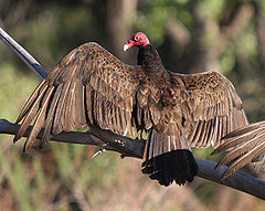 Turkey vulture Bluff.jpg