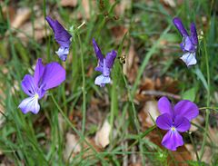 Viola aethnensis messanensis 2.jpg