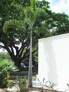 Wodyetia bifurcata en Jardín Botánico de Caracas.JPG