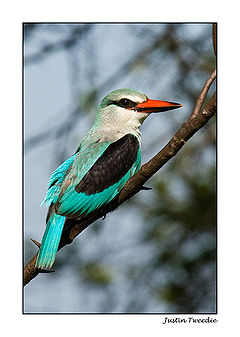 Woodland Kingfisher6.jpg