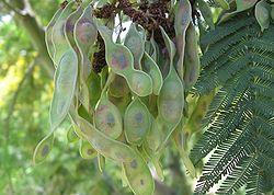 Acacia dealbata fruto.jpg