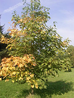 Acer heidrechii ssp heidrechii R0019776.JPG