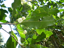 Acronychia oblongifolia fruit & leaf1.JPG