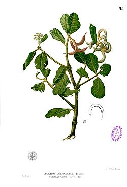 Aegiceras corniculatum Blanco1.38.jpg