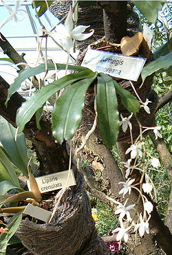 Aerangis mooreana OrchidsBln0906a.jpg