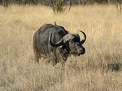 African Buffalo.JPG