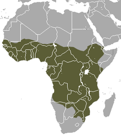 Distribución de la civeta africana
