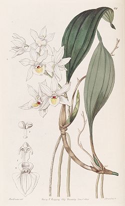 Aganisia pulchella - Edwards' vol 26 pl 32.jpg