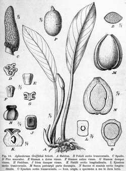 Aglaodorum griffithi Pflanzenreich.png