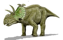Albertaceratops BW.jpg