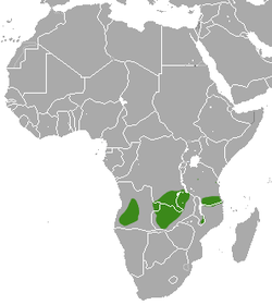 Distribución de la jineta de Angola